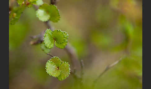 Zwerg-Birke (Betula nana)