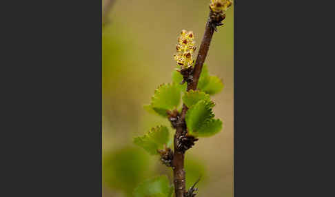 Zwerg-Birke (Betula nana)