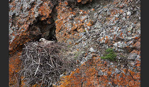 Rauhfußbussard (Buteo lagopus)