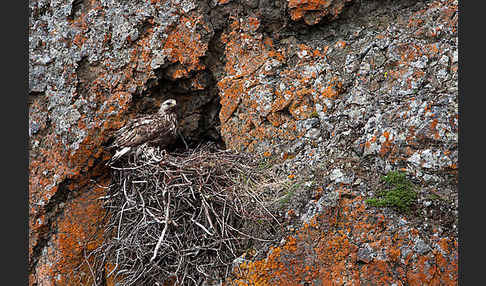 Rauhfußbussard (Buteo lagopus)