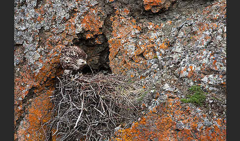 Rauhfußbussard (Buteo lagopus)