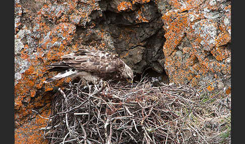 Rauhfußbussard (Buteo lagopus)