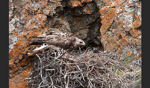 Rauhfußbussard (Buteo lagopus)