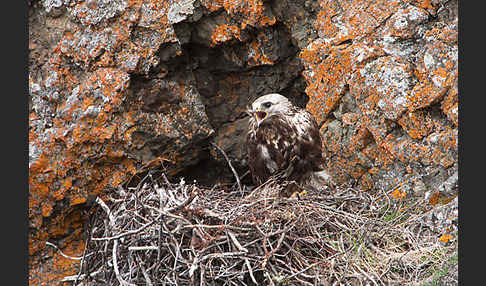 Rauhfußbussard (Buteo lagopus)