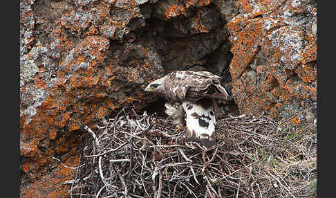 Rauhfußbussard (Buteo lagopus)