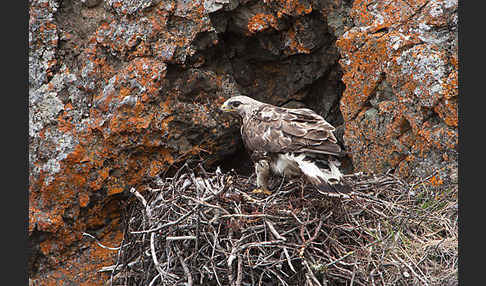 Rauhfußbussard (Buteo lagopus)