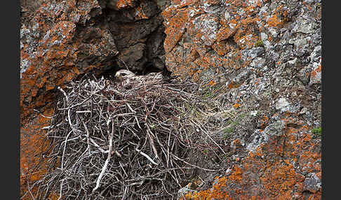 Rauhfußbussard (Buteo lagopus)