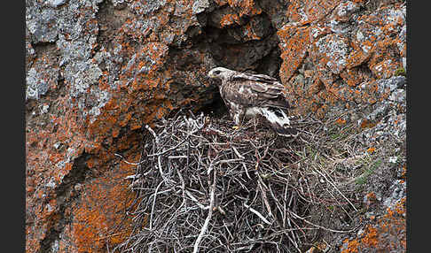 Rauhfußbussard (Buteo lagopus)