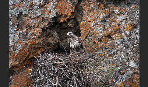 Rauhfußbussard (Buteo lagopus)