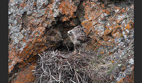 Rauhfußbussard (Buteo lagopus)