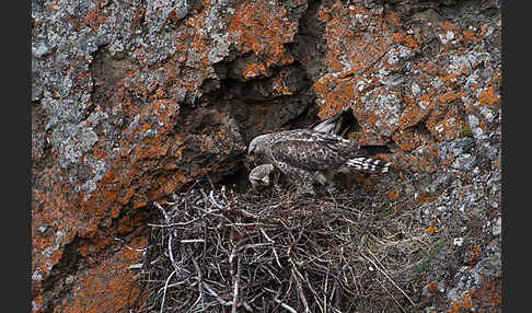 Rauhfußbussard (Buteo lagopus)