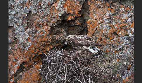 Rauhfußbussard (Buteo lagopus)