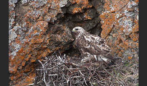 Rauhfußbussard (Buteo lagopus)