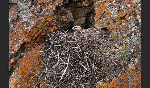 Rauhfußbussard (Buteo lagopus)