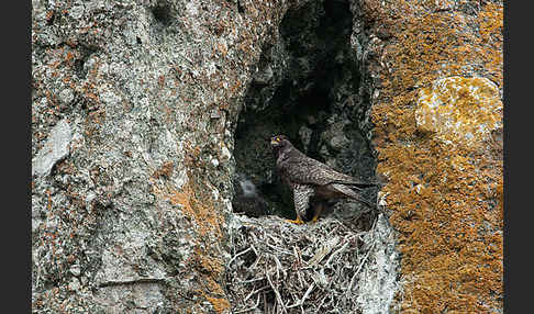 Gerfalke (Falco rusticolus)