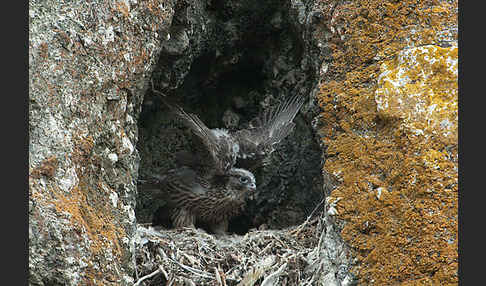 Gerfalke (Falco rusticolus)