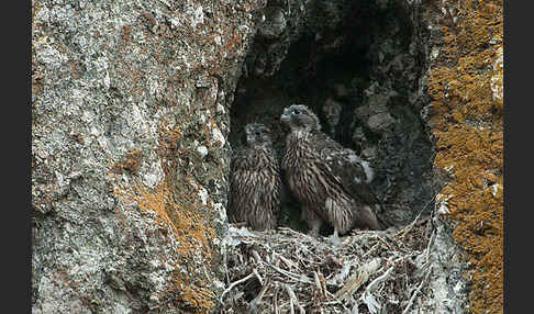 Gerfalke (Falco rusticolus)