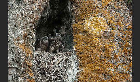 Gerfalke (Falco rusticolus)