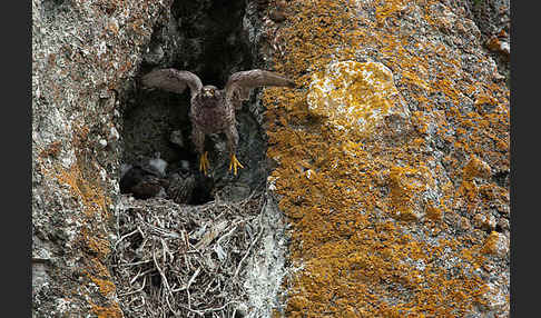 Gerfalke (Falco rusticolus)