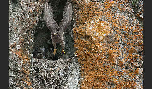 Gerfalke (Falco rusticolus)