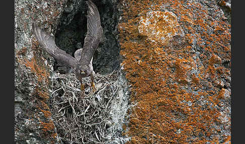 Gerfalke (Falco rusticolus)