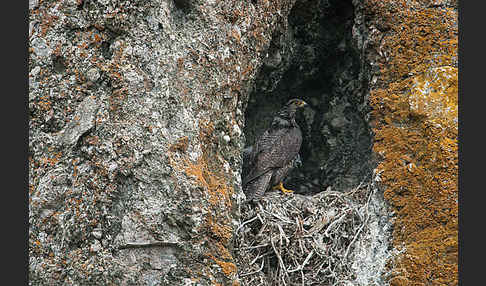 Gerfalke (Falco rusticolus)