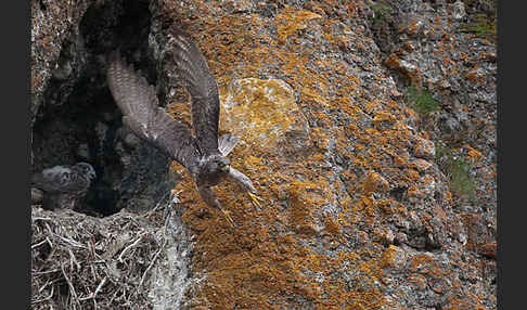 Gerfalke (Falco rusticolus)