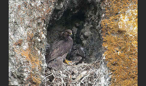 Gerfalke (Falco rusticolus)