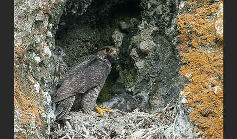 Gerfalke (Falco rusticolus)