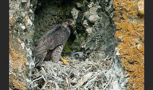 Gerfalke (Falco rusticolus)