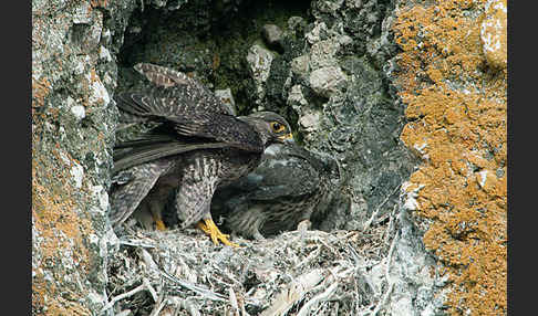 Gerfalke (Falco rusticolus)