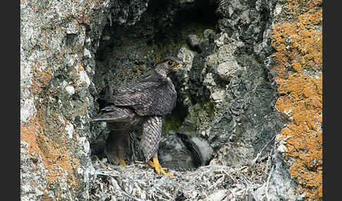 Gerfalke (Falco rusticolus)