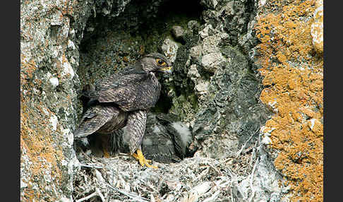 Gerfalke (Falco rusticolus)