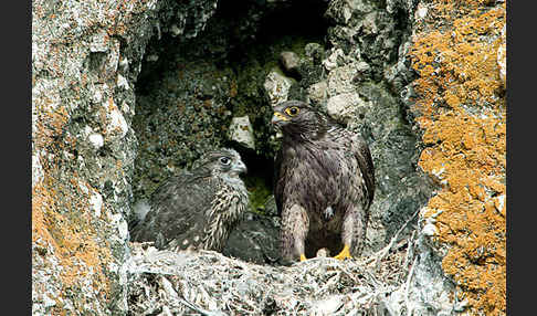 Gerfalke (Falco rusticolus)