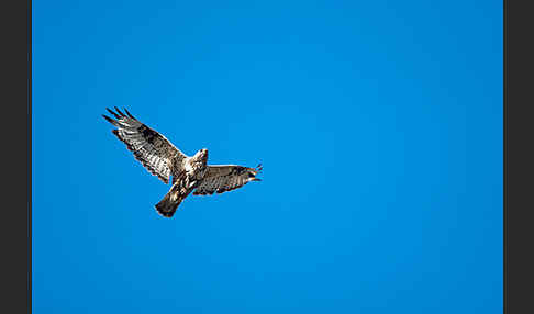 Rauhfußbussard (Buteo lagopus)