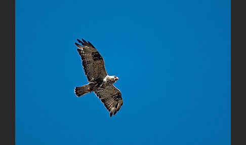 Rauhfußbussard (Buteo lagopus)