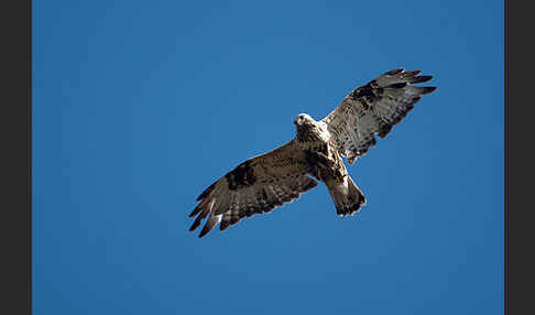 Rauhfußbussard (Buteo lagopus)