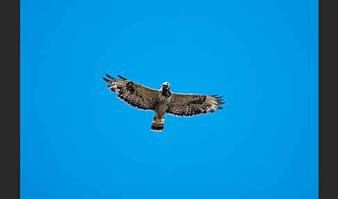 Rauhfußbussard (Buteo lagopus)