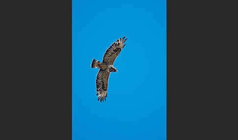 Rauhfußbussard (Buteo lagopus)