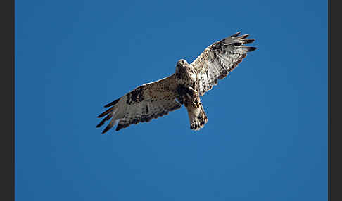 Rauhfußbussard (Buteo lagopus)