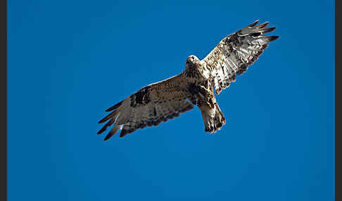 Rauhfußbussard (Buteo lagopus)