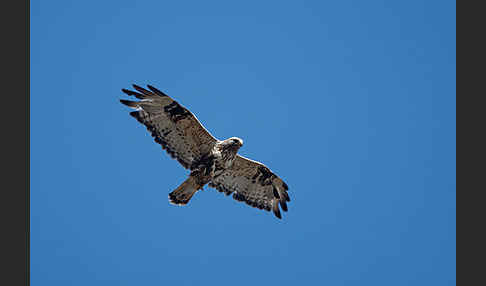 Rauhfußbussard (Buteo lagopus)