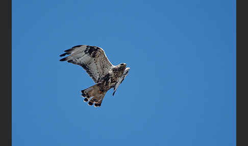 Rauhfußbussard (Buteo lagopus)