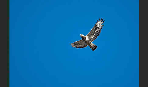 Rauhfußbussard (Buteo lagopus)