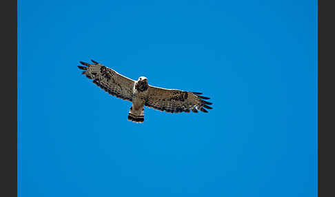 Rauhfußbussard (Buteo lagopus)