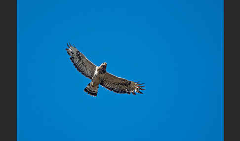 Rauhfußbussard (Buteo lagopus)