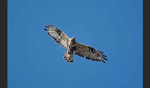 Rauhfußbussard (Buteo lagopus)