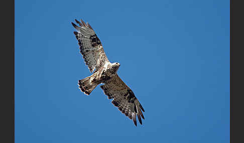 Rauhfußbussard (Buteo lagopus)