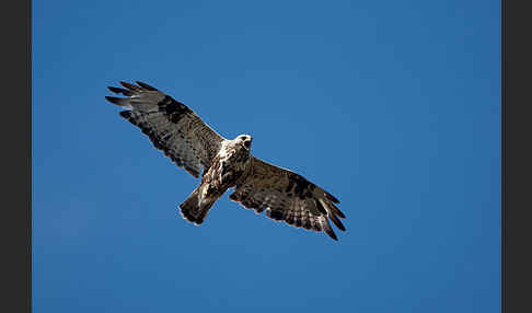 Rauhfußbussard (Buteo lagopus)