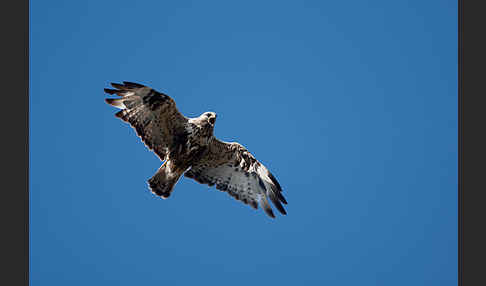 Rauhfußbussard (Buteo lagopus)